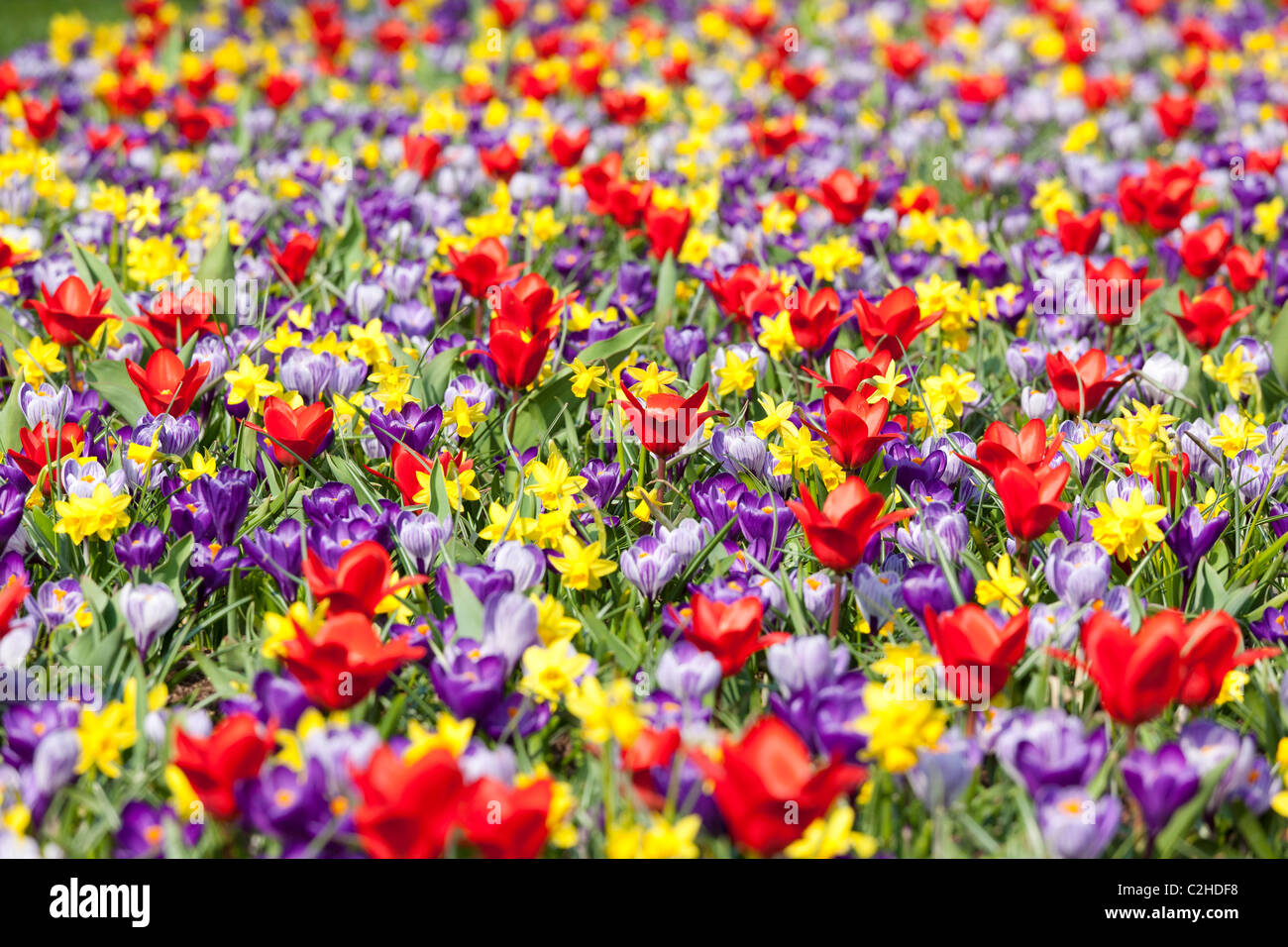 A mixed flower bed with daffodils tulips and crocuses like a wild meadow. Keukenhof Bulb Garden in Lisse Holland Netherlands Stock Photo