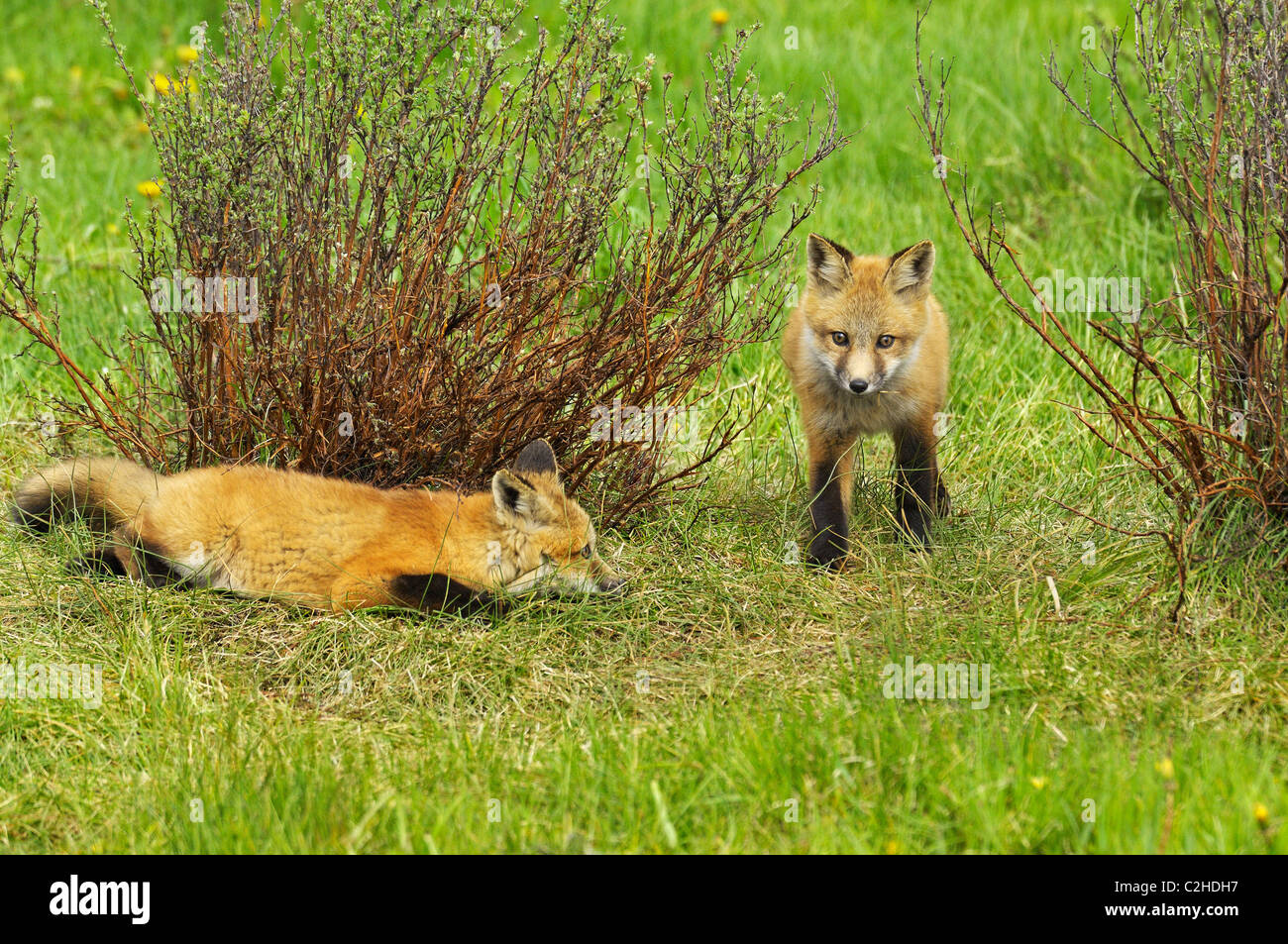Red Fox ambush Stock Photo
