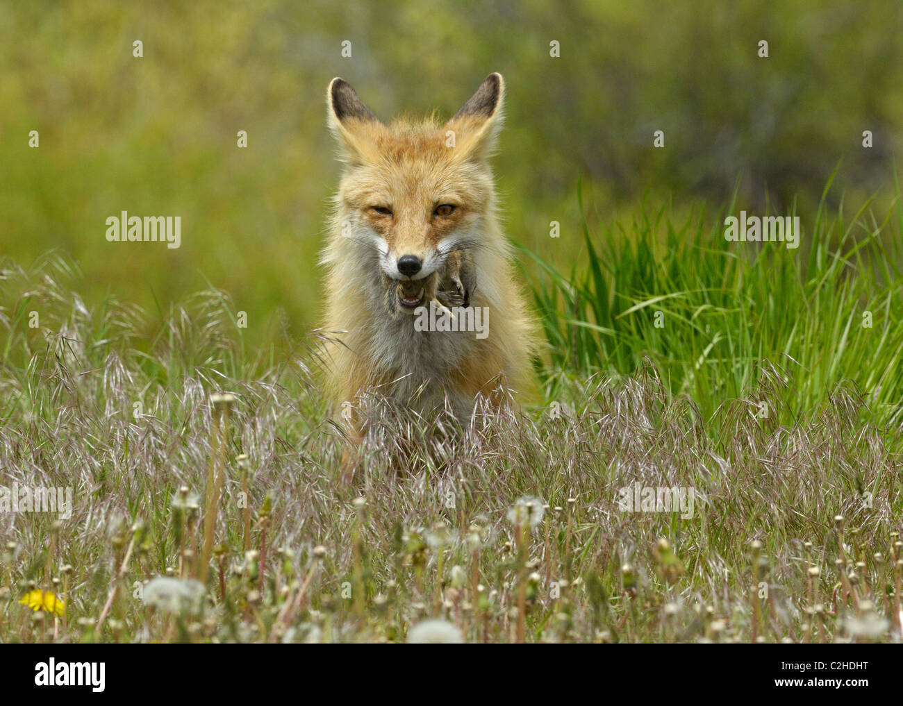 Red Fox with a hapless ground squirrel in its jaws Stock Photo
