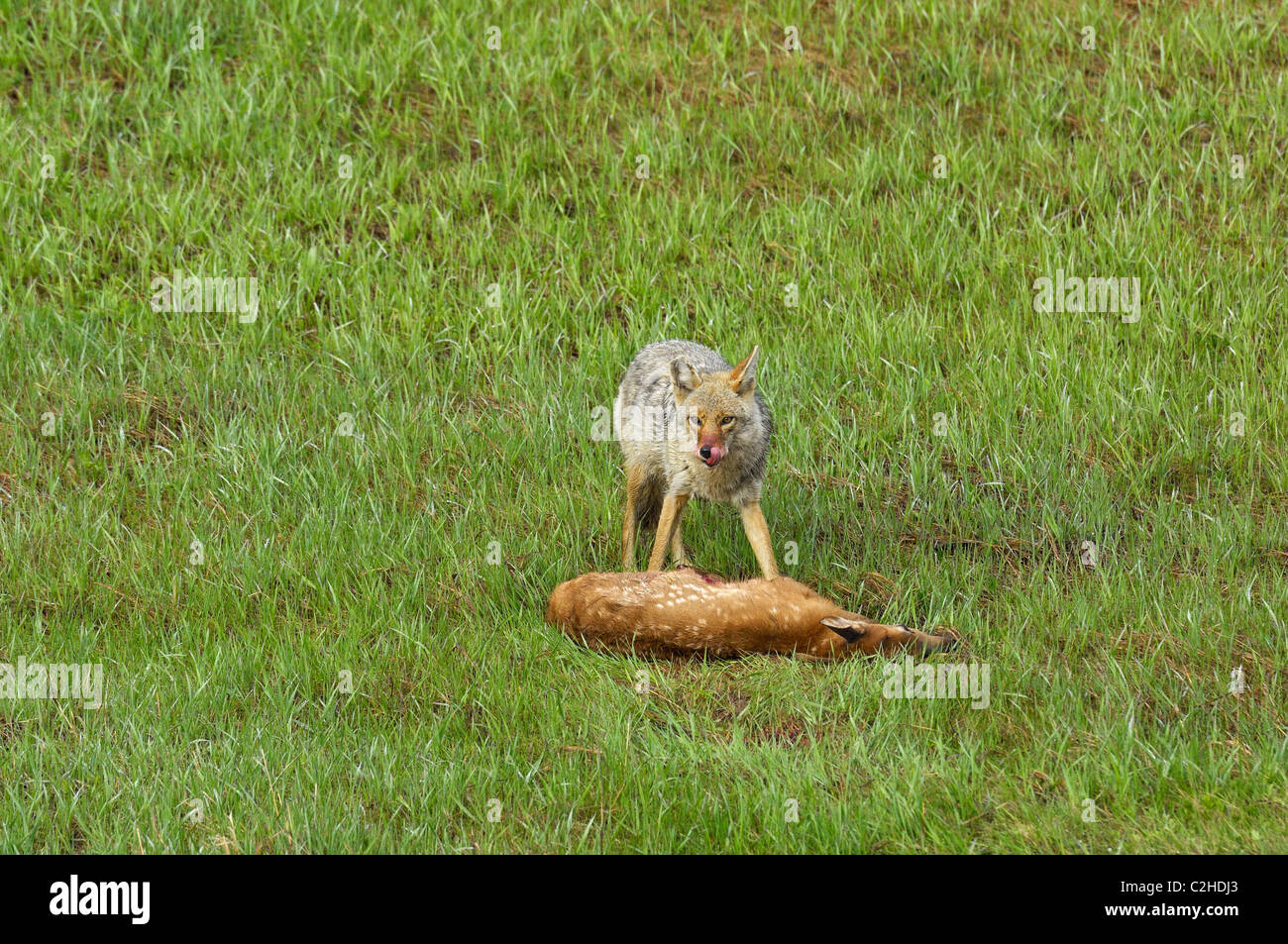 Coyote eating hires stock photography and images Alamy