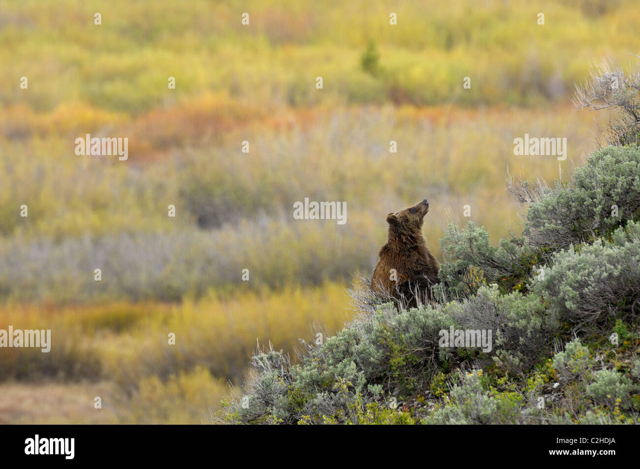 Grizzly Bear in a beautiful sunrise scenel Stock Photo