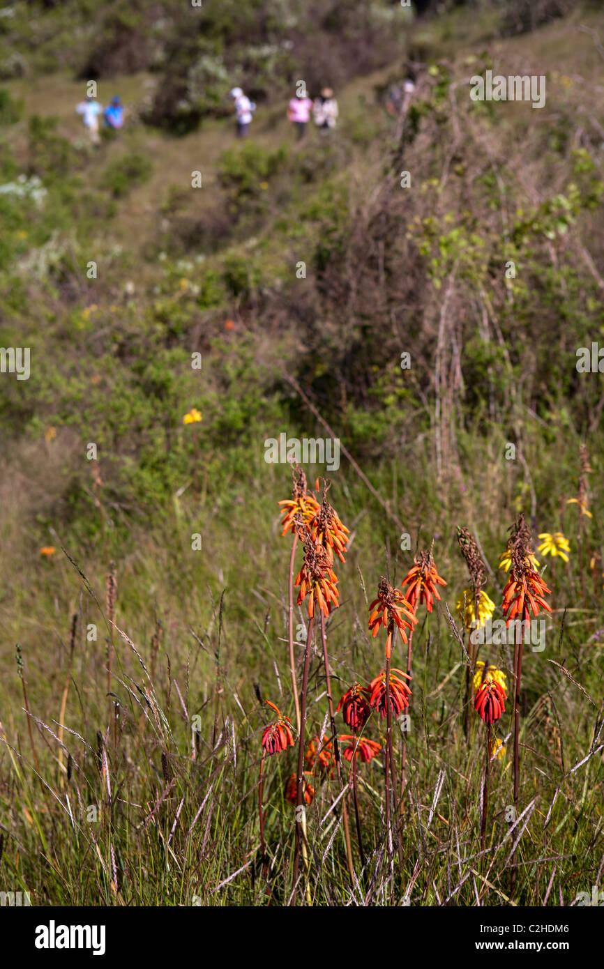 Trekking group passing wildflowers in the Simien Mountains Stock Photo
