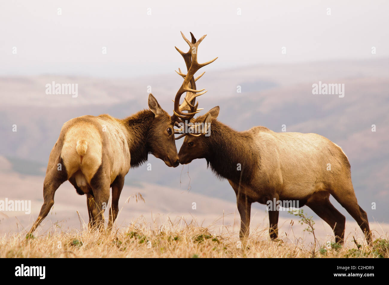 Two bull tule elk (Cervus canadensis nannodes) fight for dominance on Tomales Point in Point Reyes National Seashore, California Stock Photo