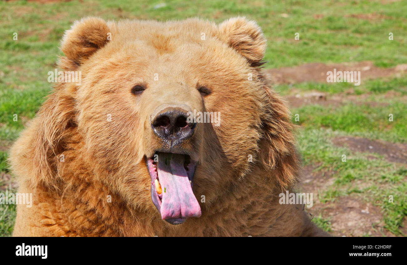 Brown bear head with mouth open and pink purple tongue stuck out Stock Photo