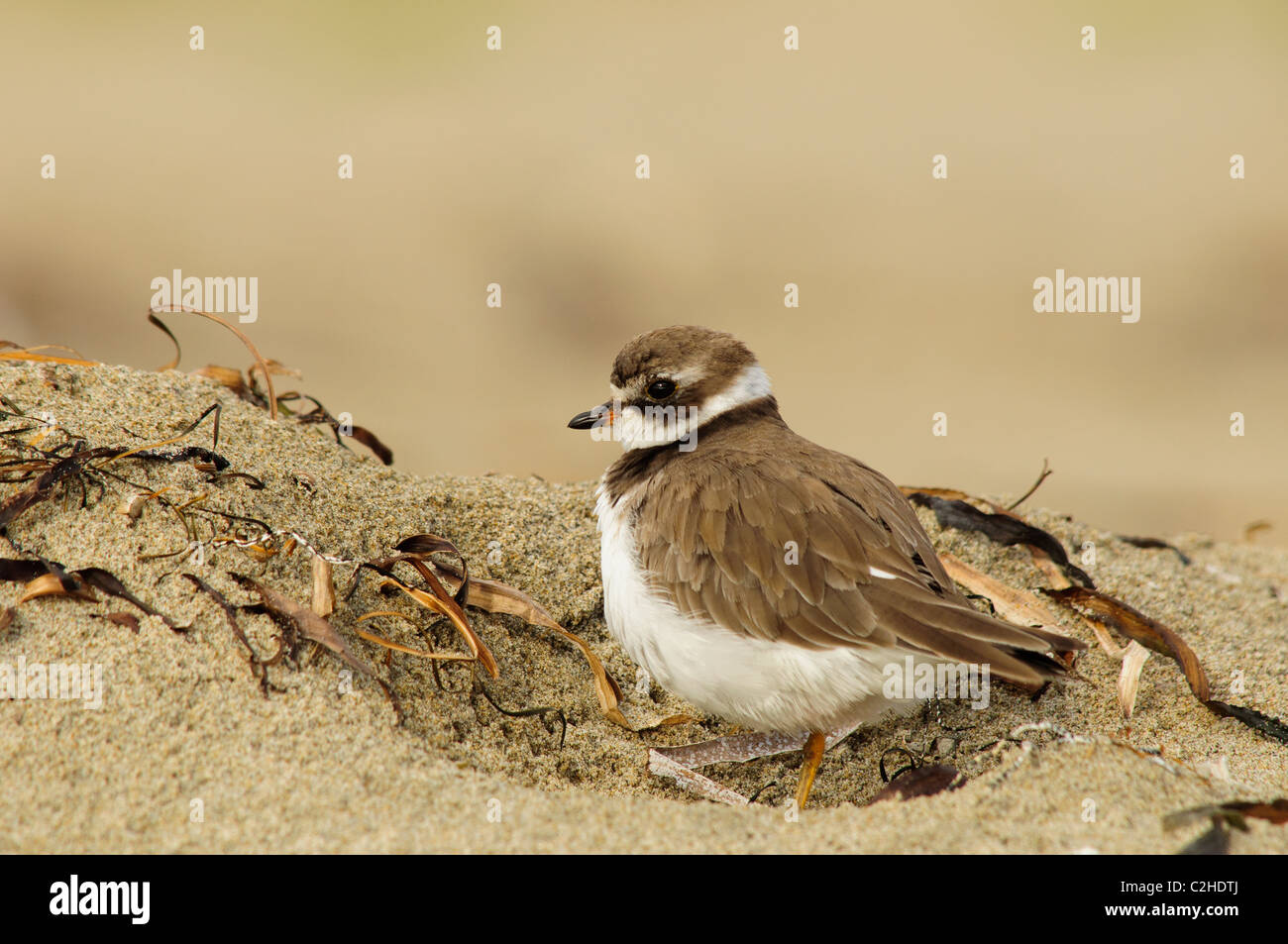A semipalmated plover (Charadrius semipalmatus) rests on Limantour Beach in Point Reyes National Seashore, California, USA. Stock Photo