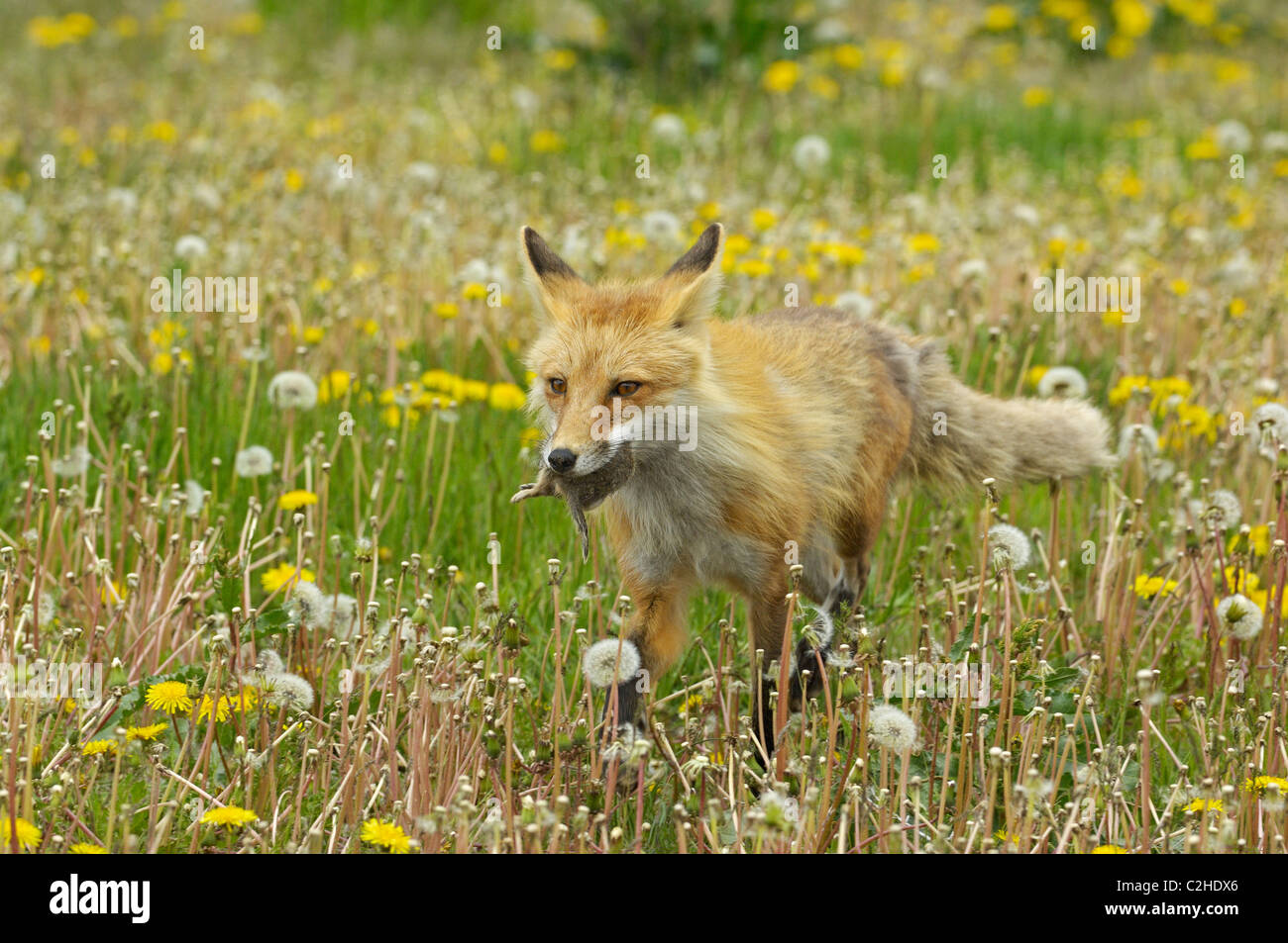A red fox trotting through a field of dandelions with a ground squirrel in its mouth. Stock Photo