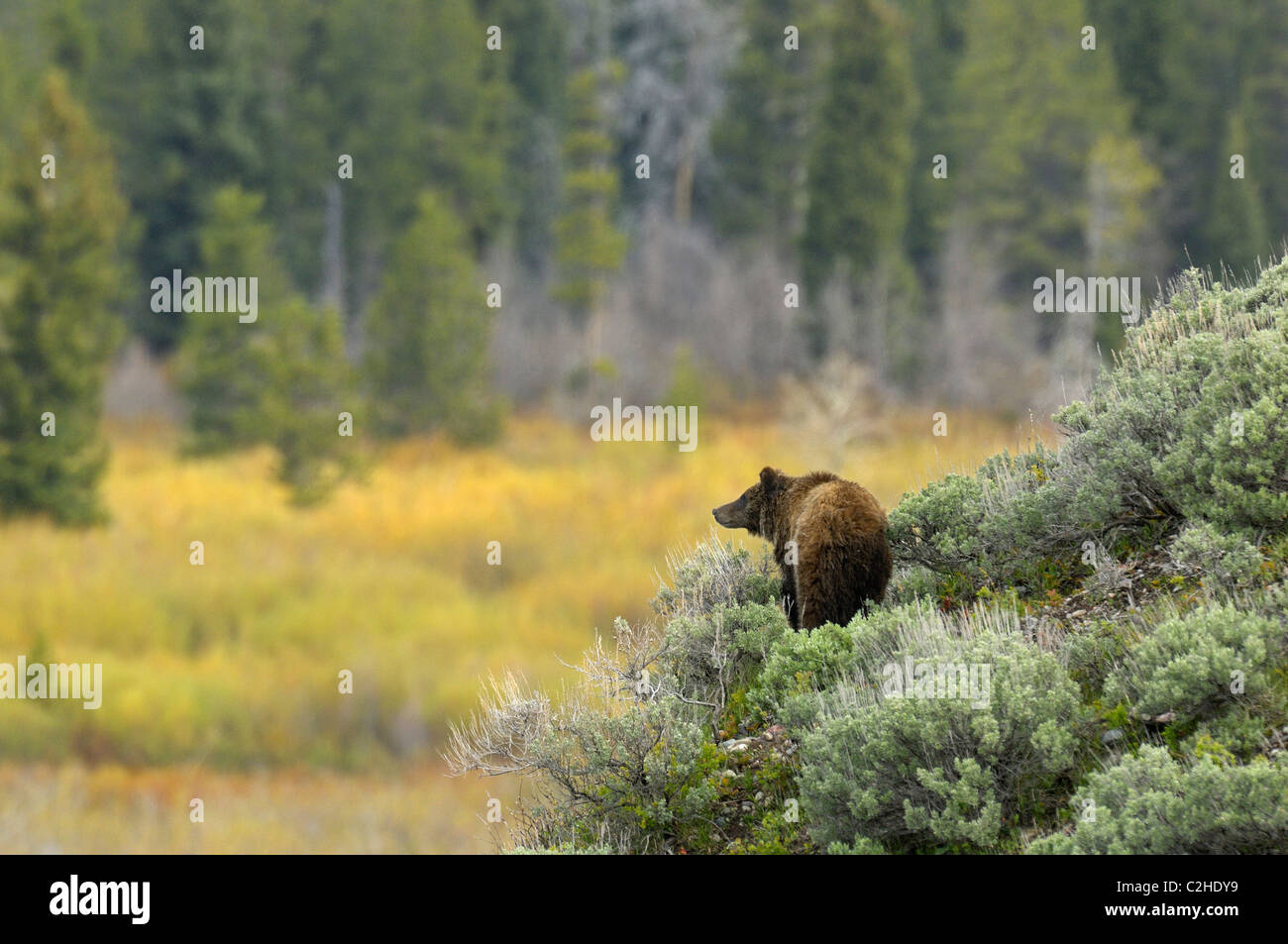 Grizzly Bear pastel Stock Photo