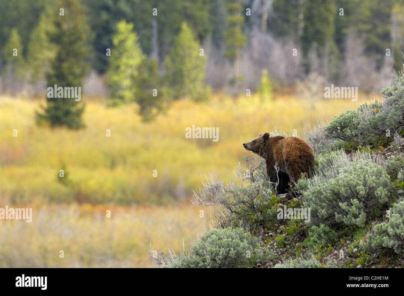 Grizzly Bear on the side of a hill at sunrise Stock Photo