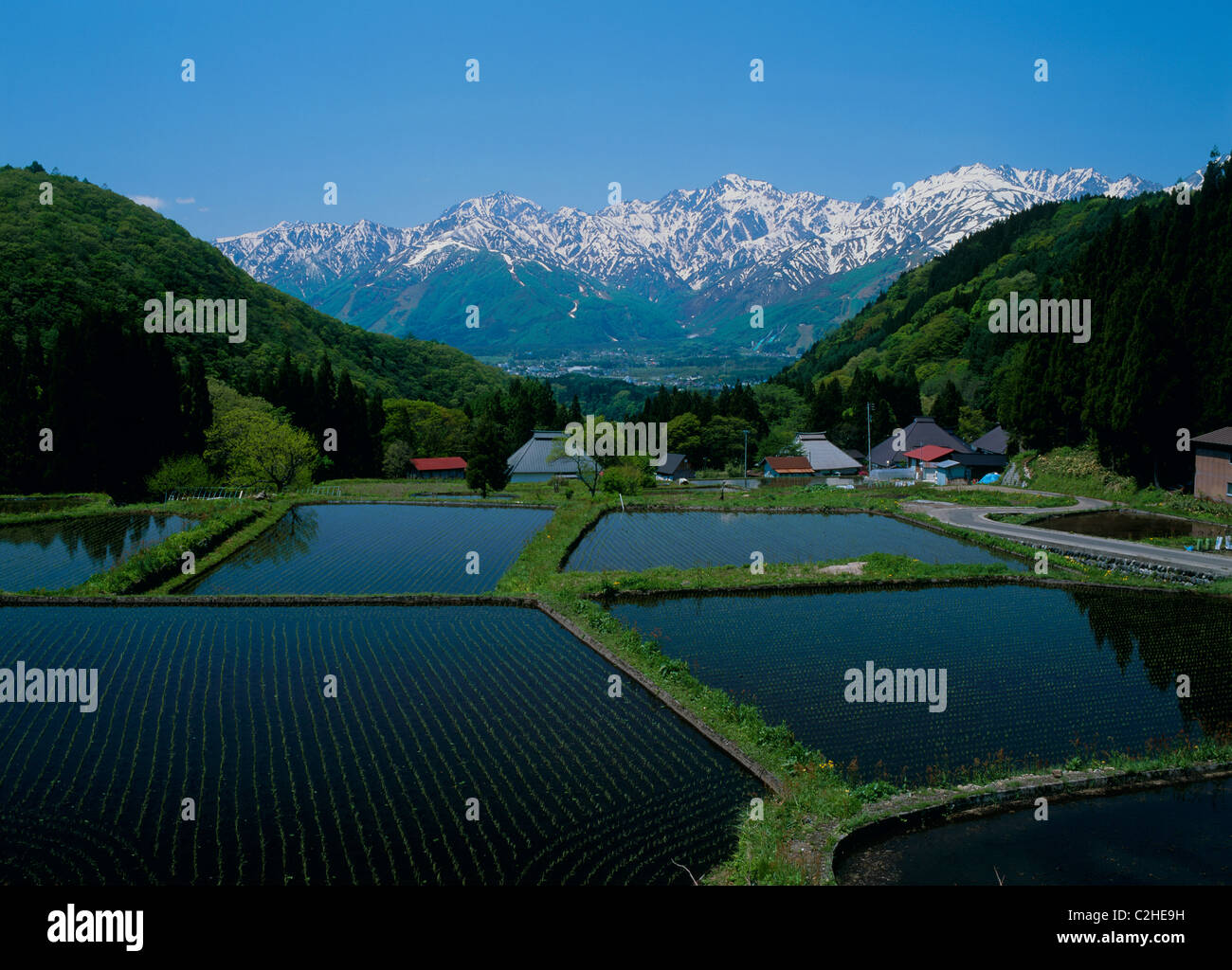 Rice Paddy and Hida Mountains, Hakuba, Kitaazumi, Nagano, Japan Stock ...