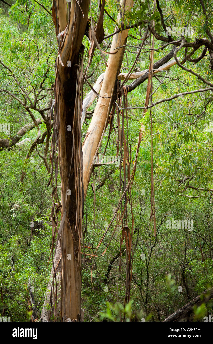 Spectacular canopy in dense, lush forest Stock Photo Alamy