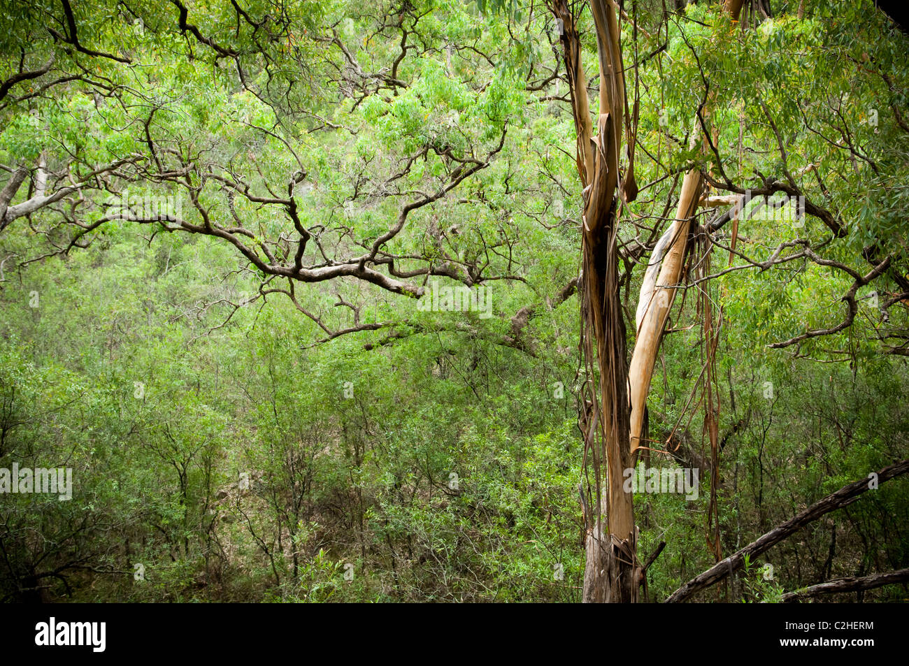 Spectacular canopy in dense, lush forest Stock Photo Alamy