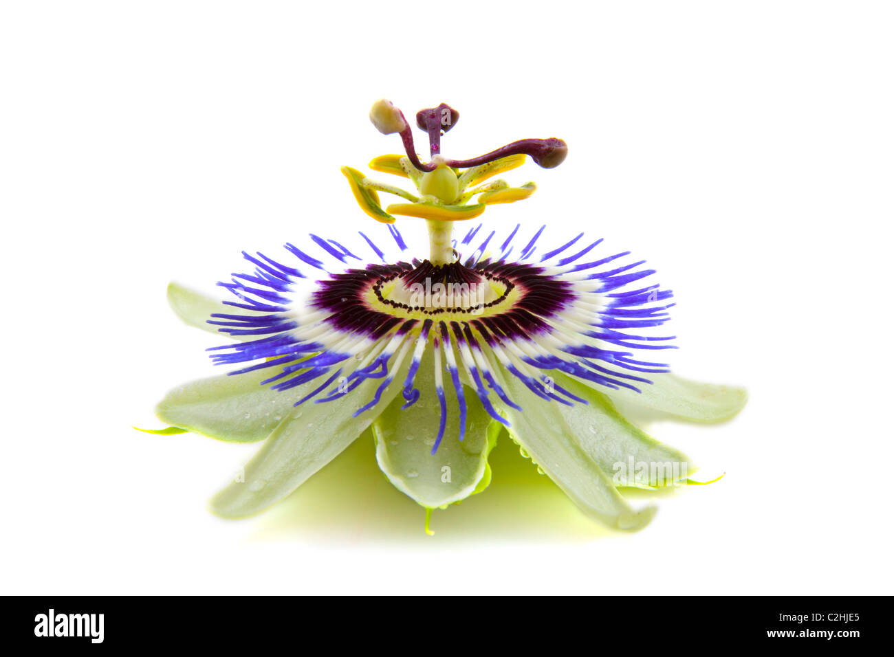 Passion flower with water drops isolated over white Stock Photo Alamy