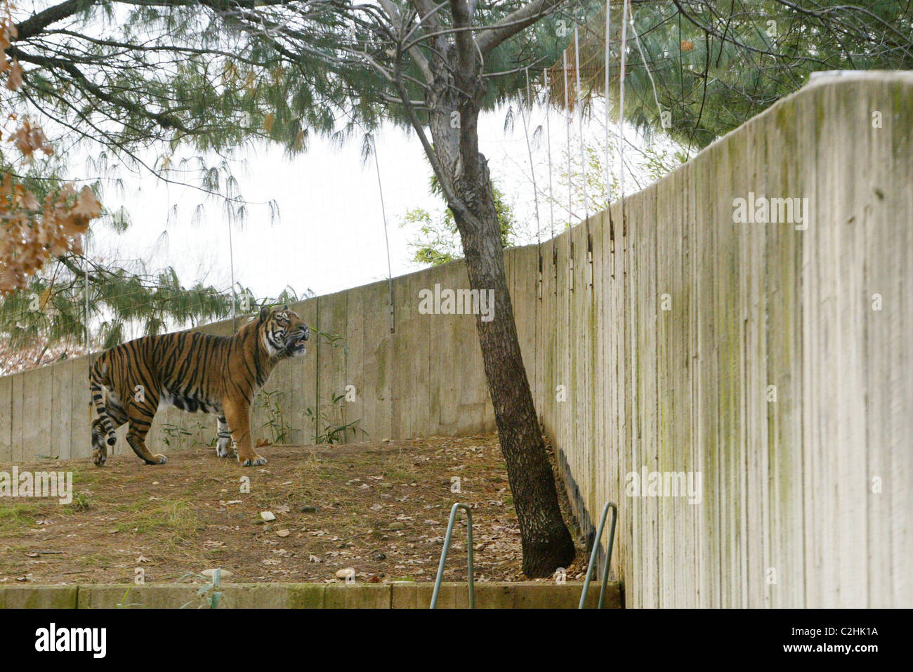 The Tiger Pen at The National Zoo In response to the recent Tiger