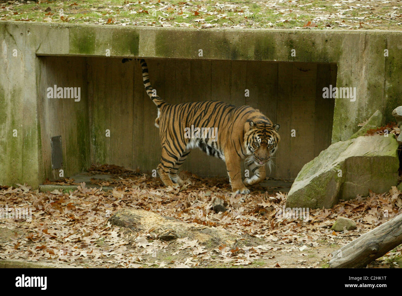 San Francisco Zoo Tiger Attack