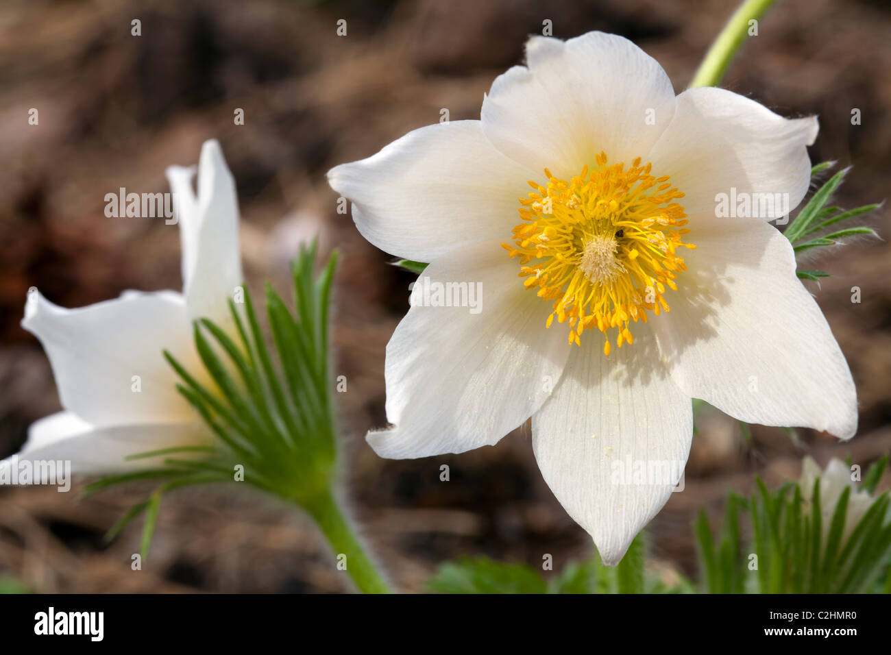 Pulsatilla Vulgaris Alba – Pasque Flower Stock Photo