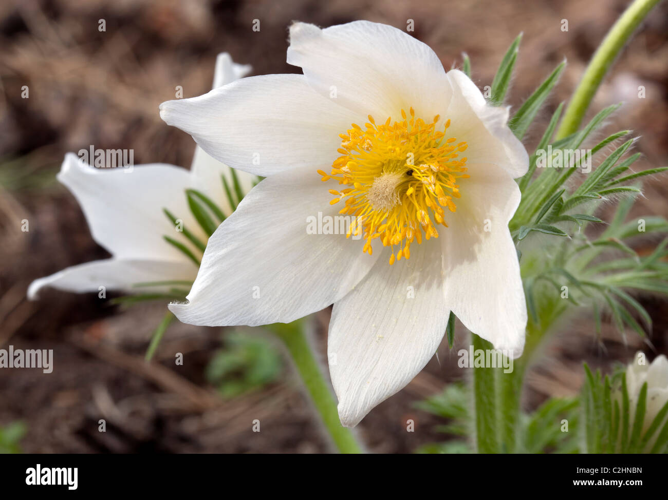 Pulsatilla Vulgaris Alba – Pasque Flower Stock Photo