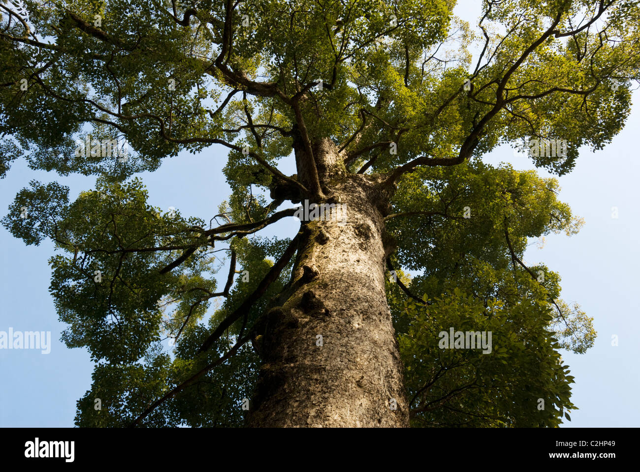 Camphor tree shinto hires stock photography and images Alamy
