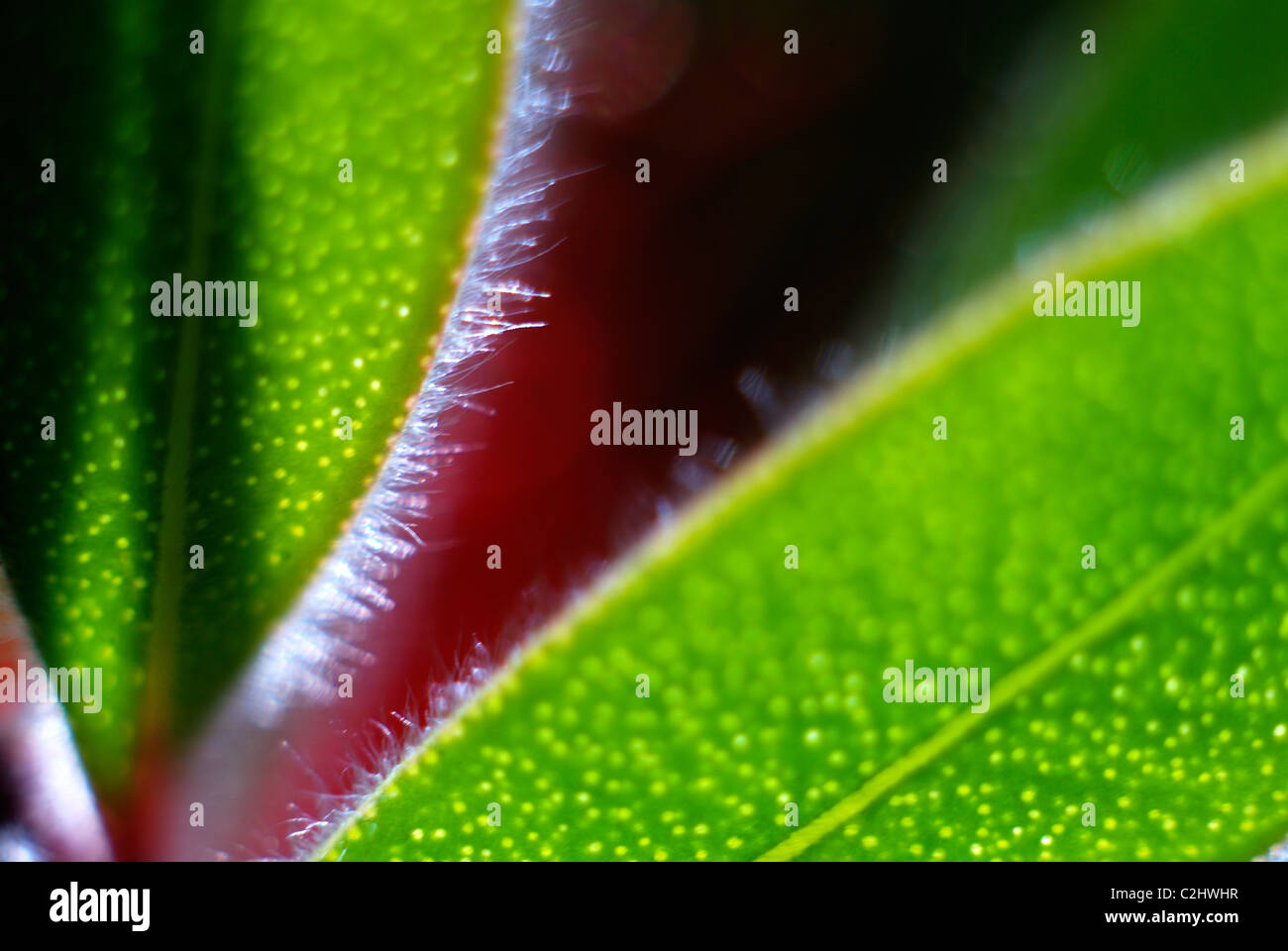 Bottlebrush leaves Stock Photo