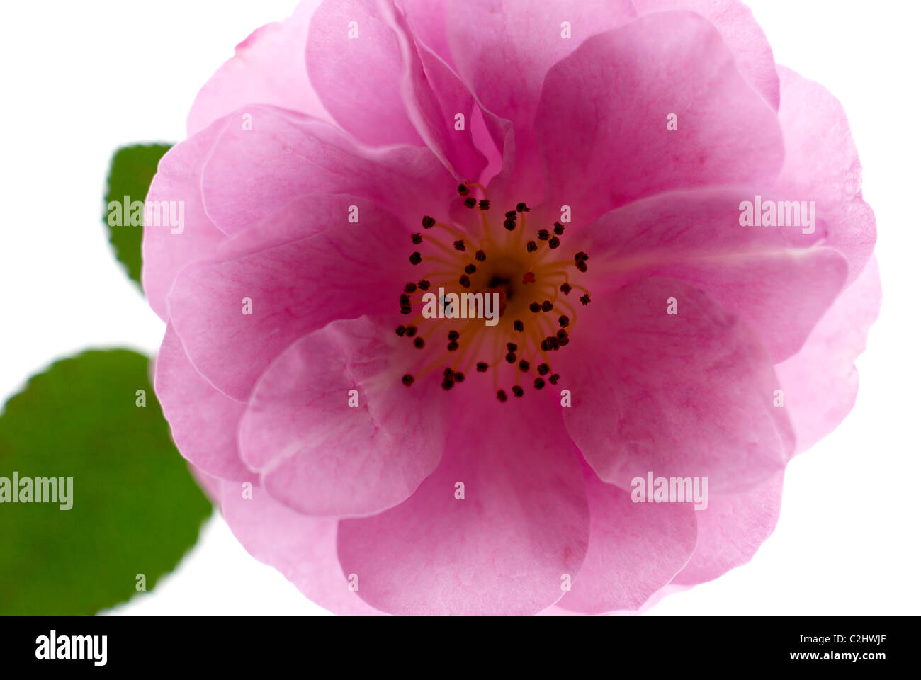 Pink climbing rose with white background Stock Photo