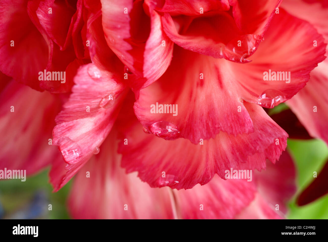 Carnation, petals, close-up Stock Photo