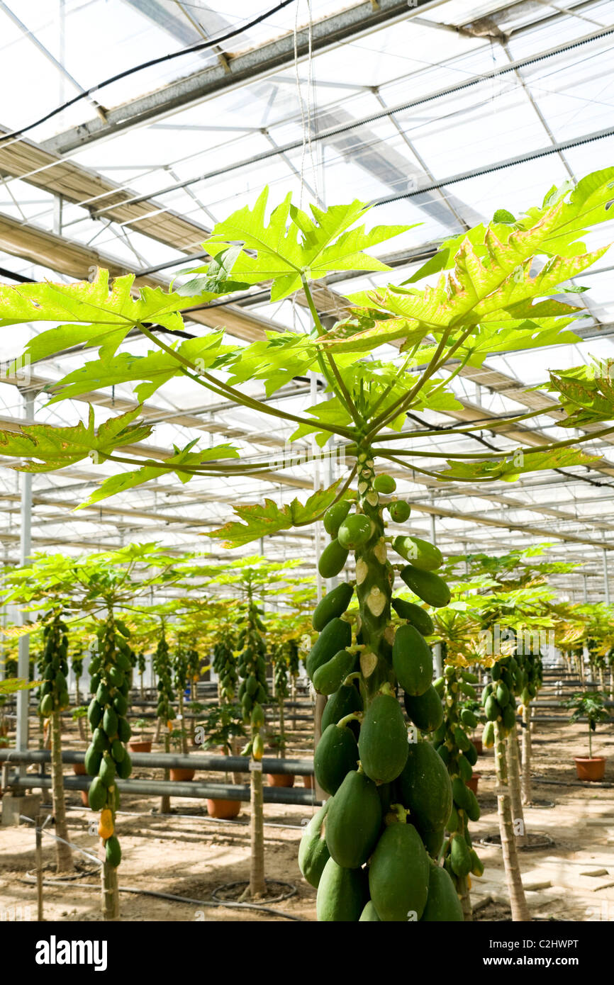 Papaya cultivation in greenhouses in beijing Stock Photo