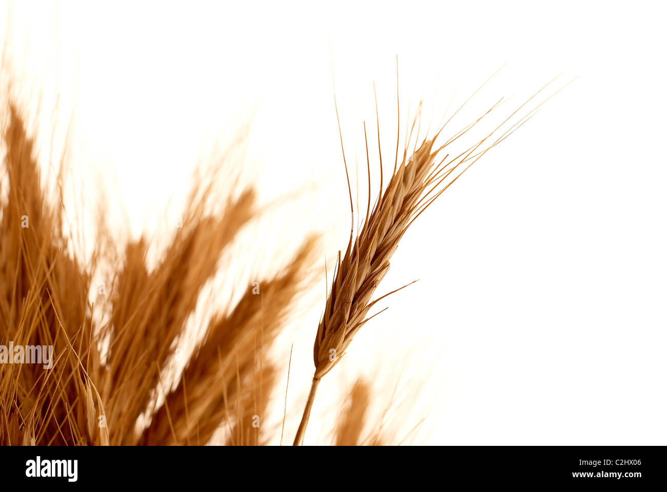 Wheat stalks Stock Photo