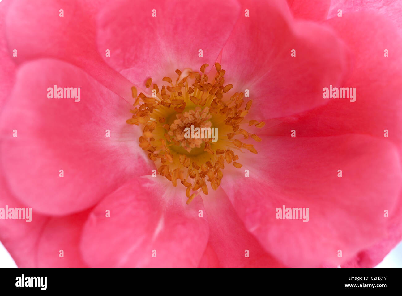 Pink climbing rose, yellow pollen Stock Photo