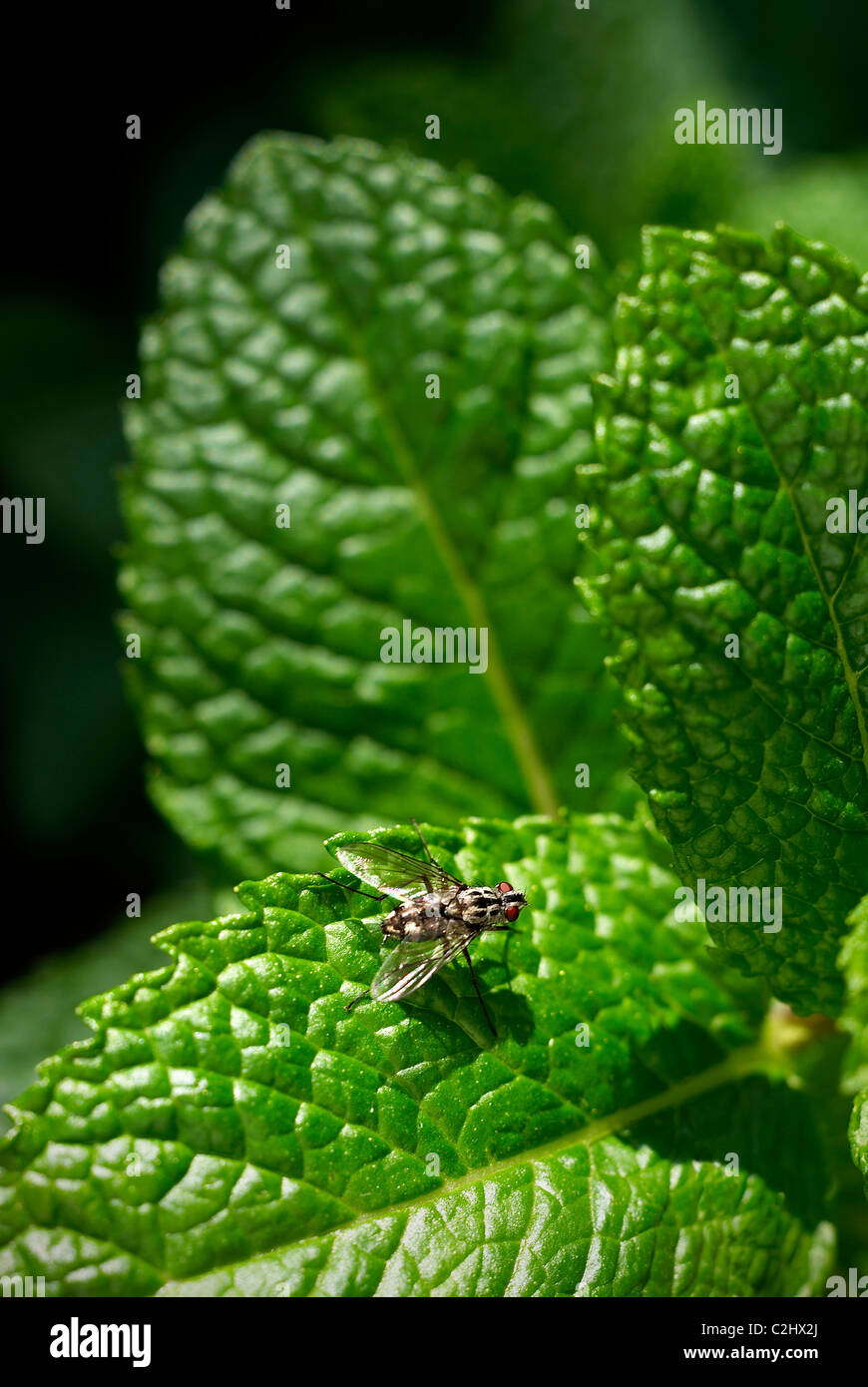 Green mint leaves, herbs Stock Photo