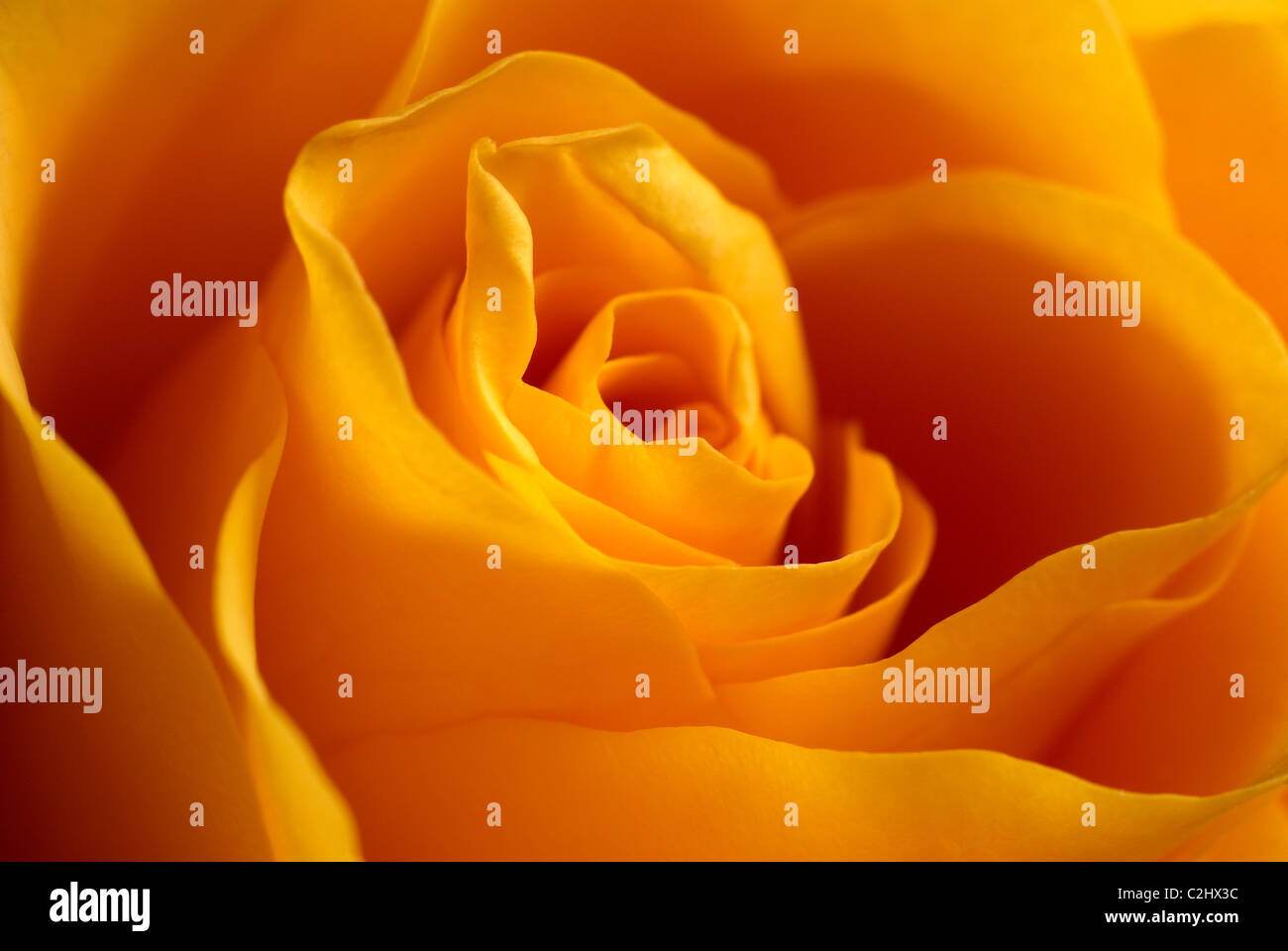 Orange rose flower Stock Photo