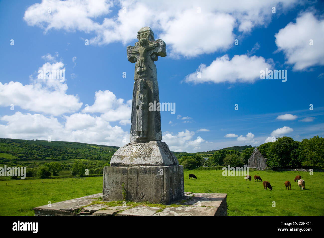 Cattle grazing near St Tola's High Cross, Dysert O'Dea Monastery, County Clare, Ireland. Stock Photo
