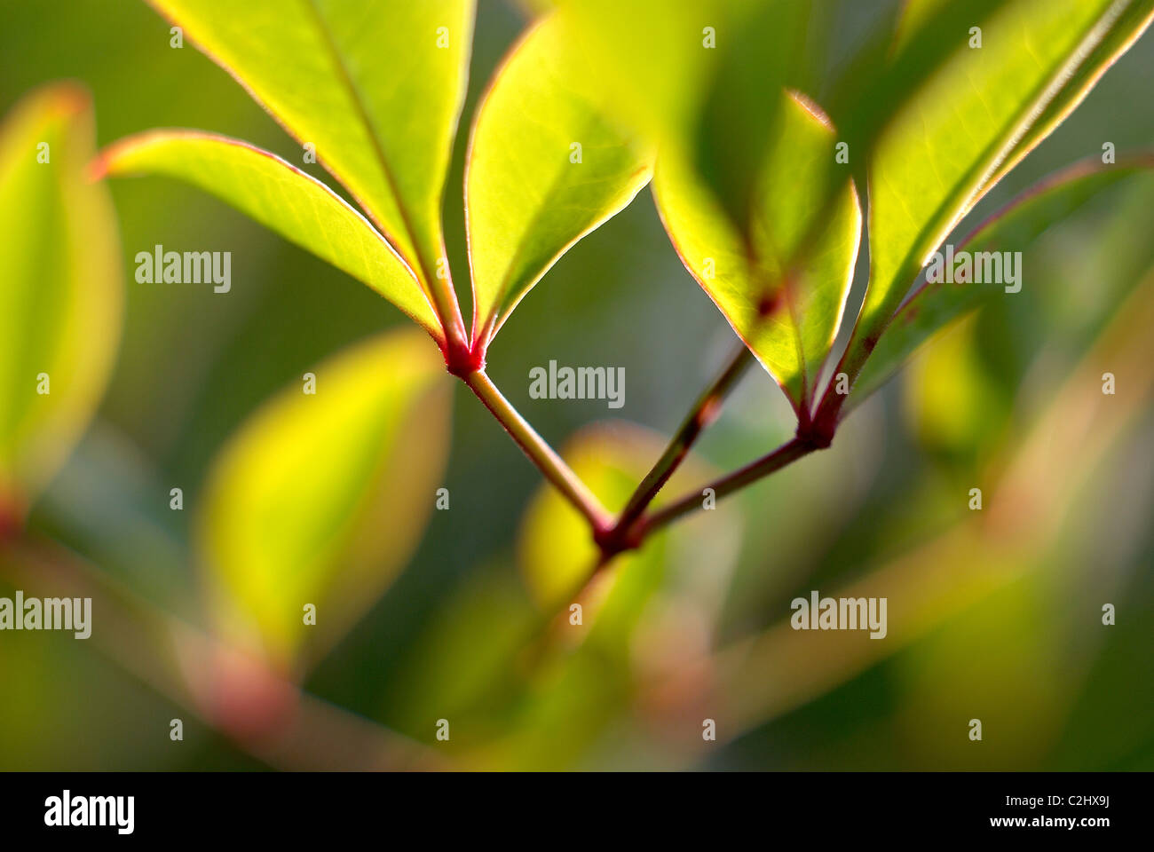 Very Green Leaves High Resolution Stock Photography and Images - Alamy