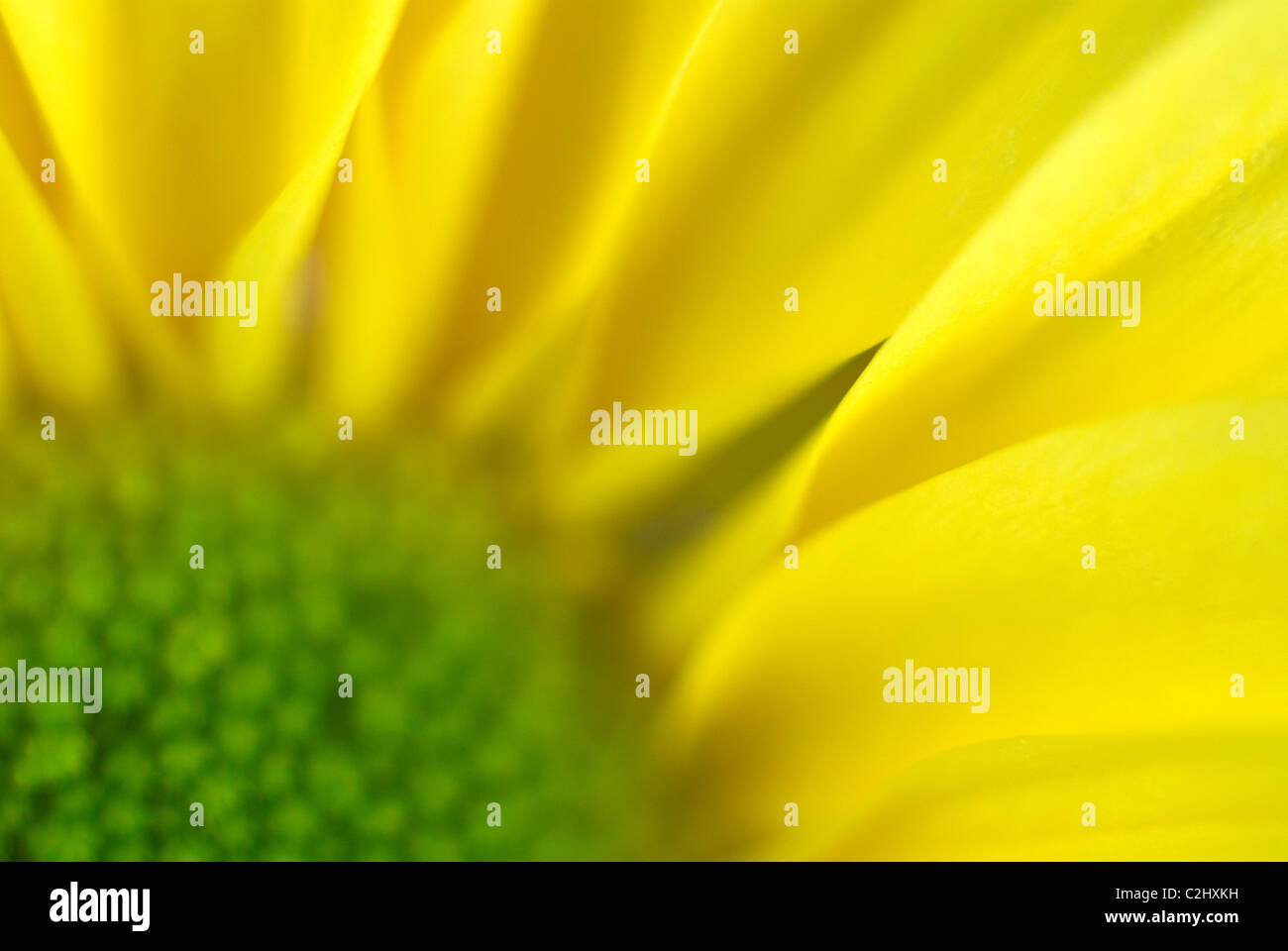 Gerbera Yellow flower Stock Photo