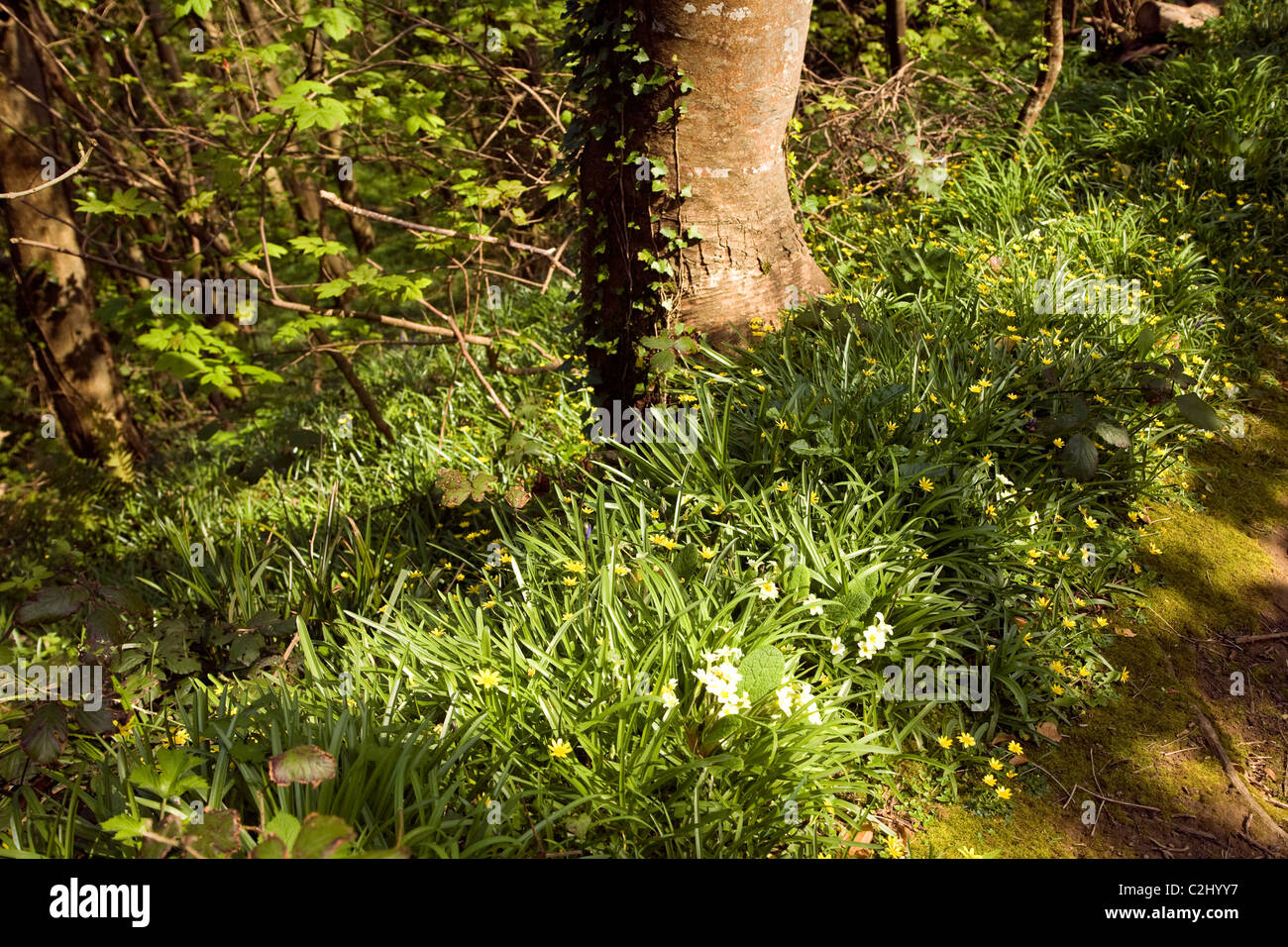 Flowers tree Dixcart valley woods island Sark Channel Islands Stock Photo