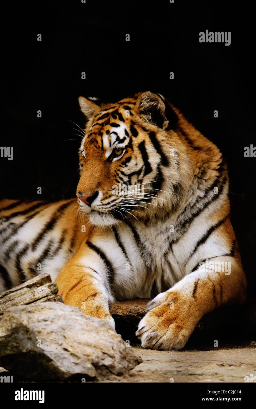 Tigre de color hi-res stock photography and images - Alamy