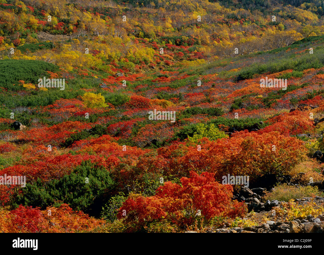 Autumn Leaves, Matsumoto, Nagano, Japan Stock Photo