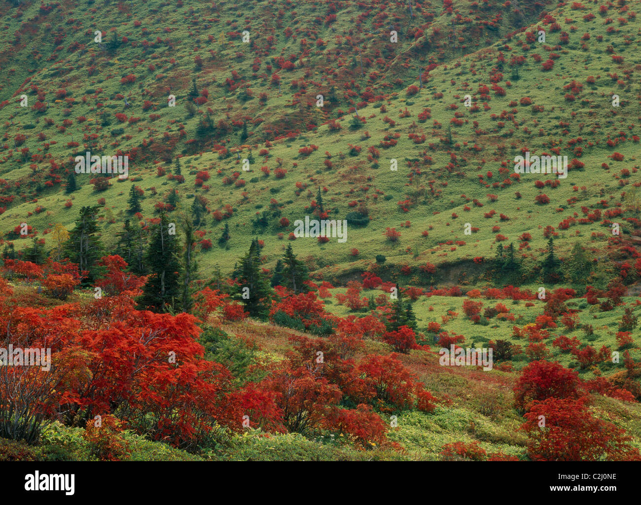 Autumn Leaves of Yamada Pass, Takayama, Kamitakai, Nagano, Japan Stock Photo