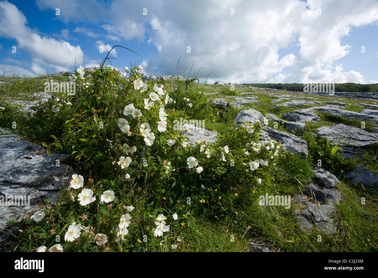 Burnet rose (rosa pimpinellifolia) growing amid the limestone pavement of The Burren, County Clare, Ireland. Stock Photo