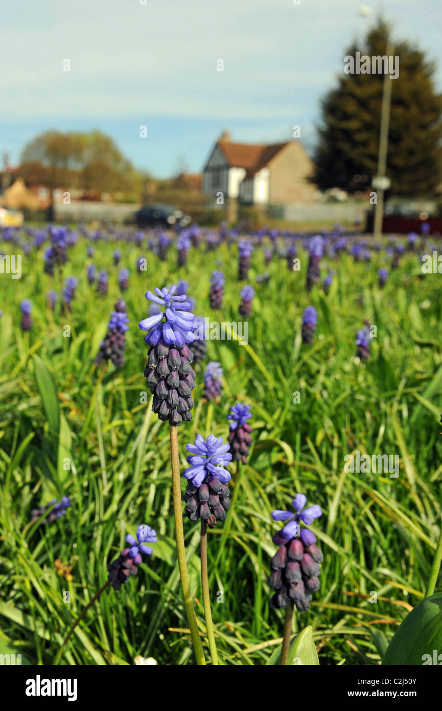 Grape Hyacinths Grape hyacinth (genus Muscari) growing at the side of