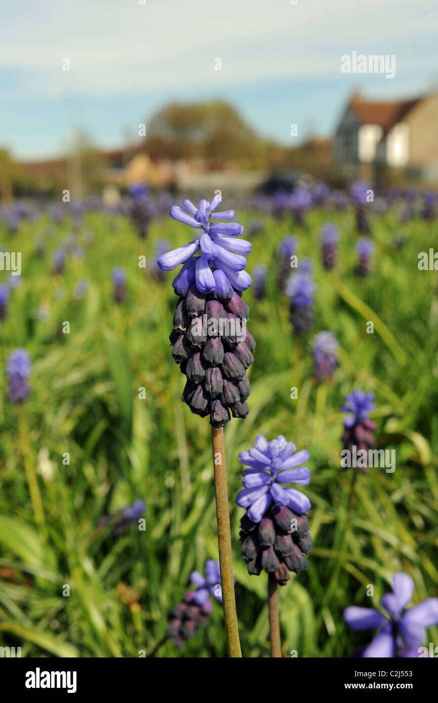 Grape Hyacinths Grape hyacinth (genus Muscari) growing at the side of