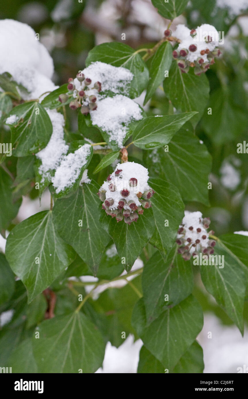 Ivy: Hedera helix. Flowers covered in snow. Surrey, England. December, 2010 Stock Photo