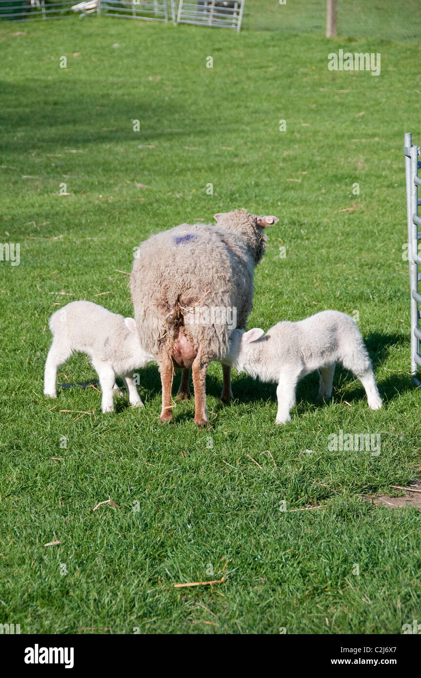 One week old lambs suckling from mother. Shetland Sheep Stock Photo - Alamy