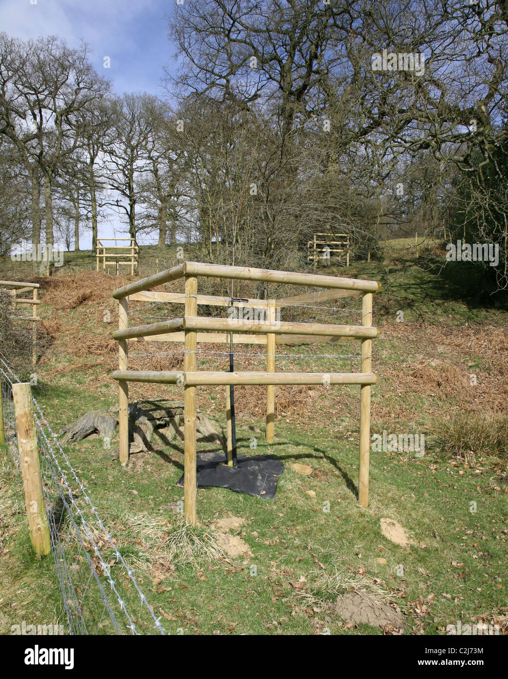 Newly planted tree with a weed suppressant mat and a wooden frame to protect it from being eaten by deer and other animals, Staffordshire, England, UK Stock Photo