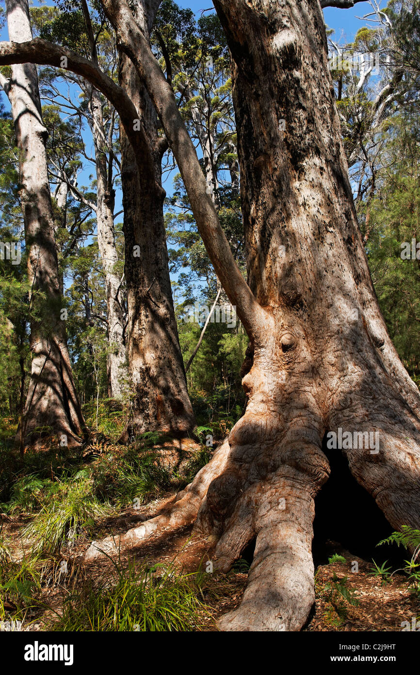 Red Tingle Tree ( Eucalyptus jacksonii ), Walpole-Nornalup National Park, Southwest Australia Stock Photo