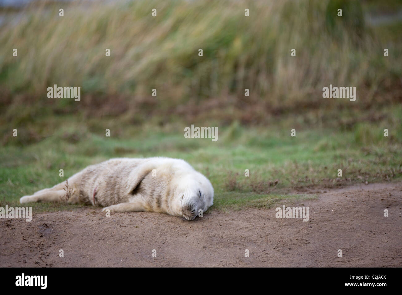 Gray Seal (Halichoerus Grypus), Donna Nook, Lincolnshire, England; Baby
