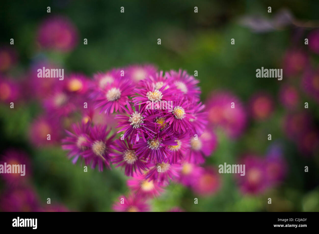 Aster novae-belgii 'Jenny' or Freda Ballard' flowering head Stock Photo