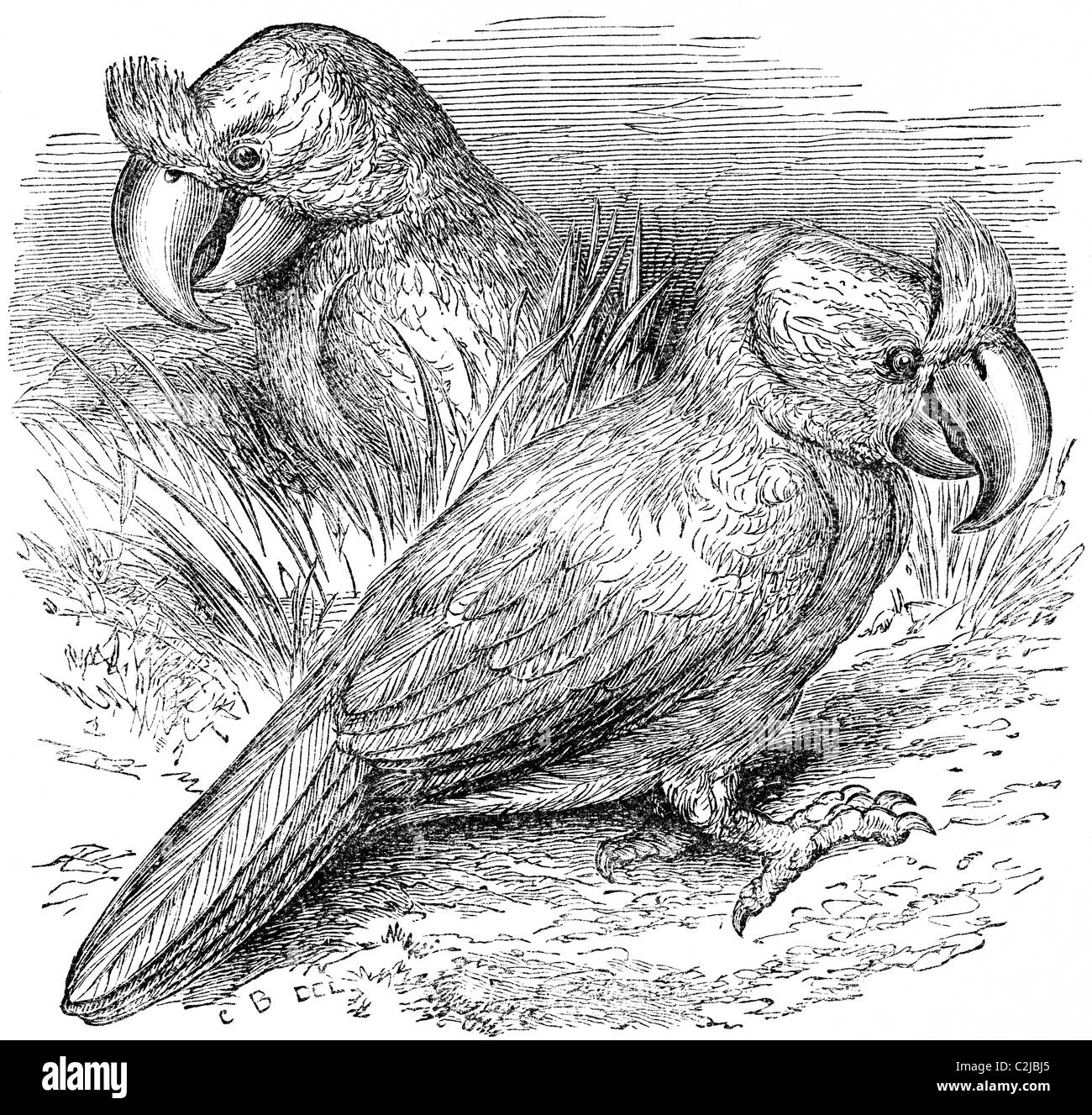 19th Century book illustration, taken from 9th edition (1875) of Encyclopaedia Britannica, of Extinct Crested Parrot Of Mauritiu Stock Photo