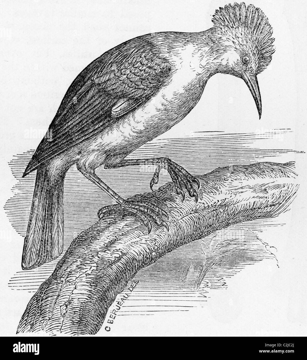 19th Century book illustration, taken from 9th edition (1875) of Encyclopaedia Britannica, of Extinct Starling of Reunion Stock Photo