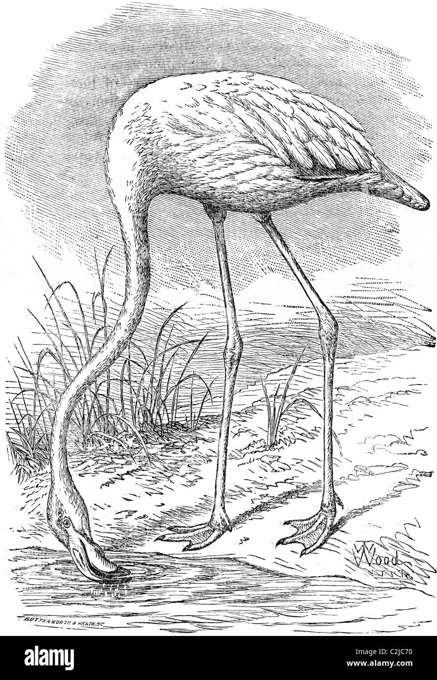 19th Century book illustration, taken from 9th edition (1875) of Encyclopaedia Britannica, of Flamingo Stock Photo