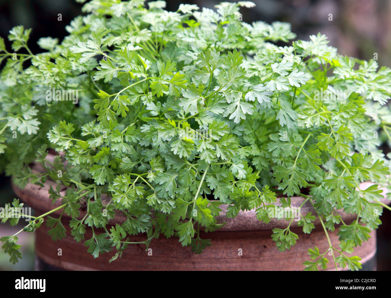 Chervil herb in an ornamental pot Stock Photo - Alamy