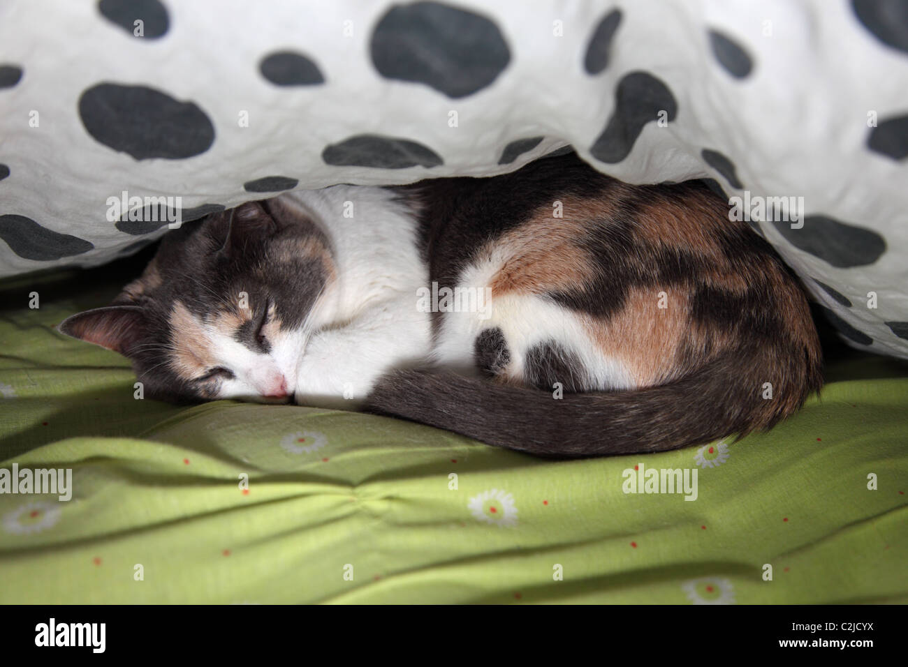 Cat sleeping between the blankets Stock Photo